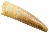 Fossil Spinosaurus Tooth - Real Dinosaur Tooth #364228-1